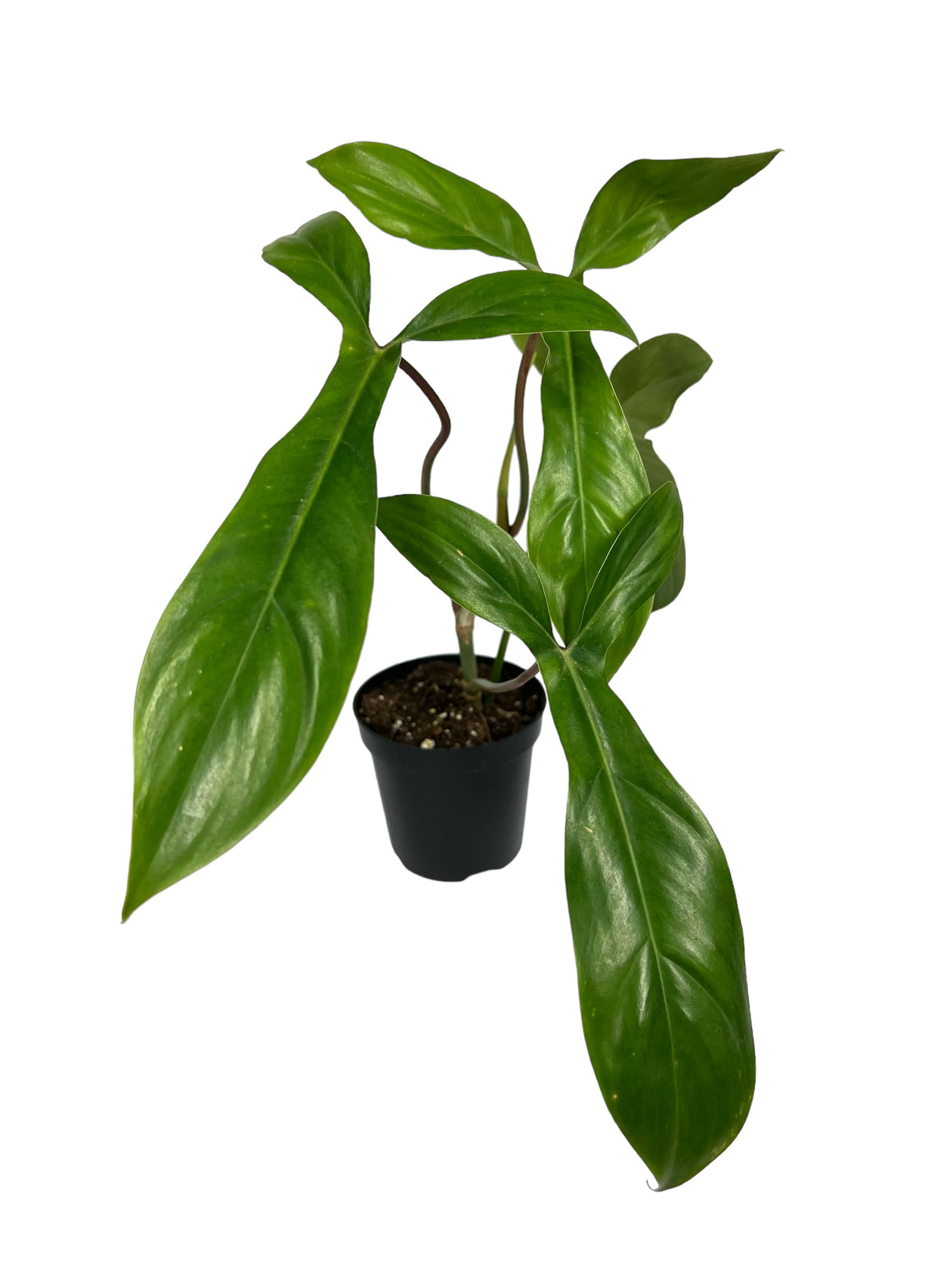 4" Philodendron 69686