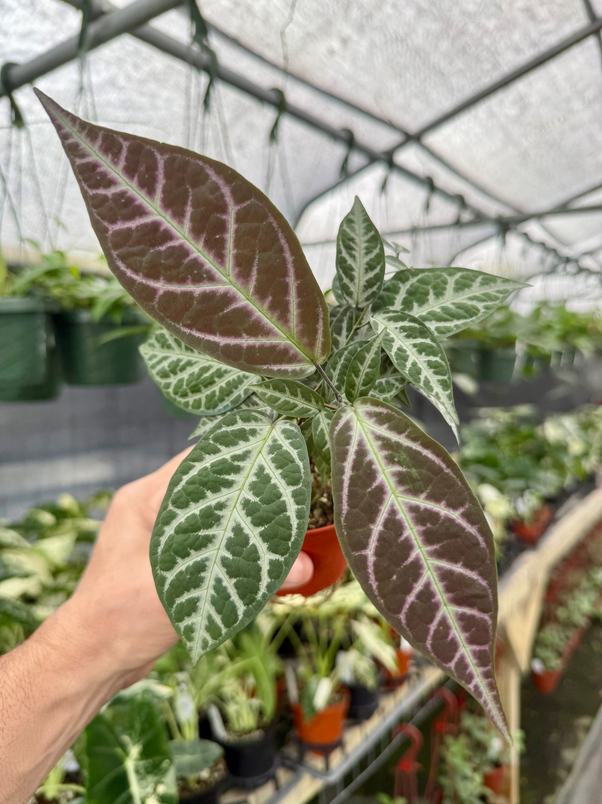 4" Bignonia argyro violacea