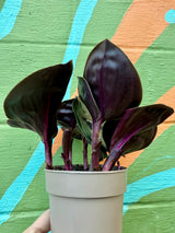 5” Geogenanthus ciliatus - Canopy Plant Co.
