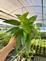 4” Pothos ‘Cebu Blue’