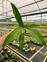 4" Philodendron patriciae