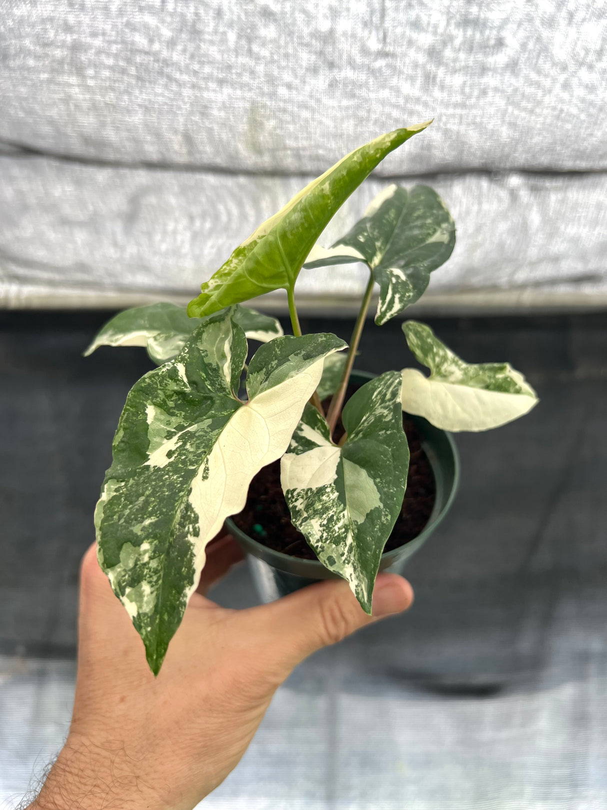 4” Syngonium Albo (white variegated)