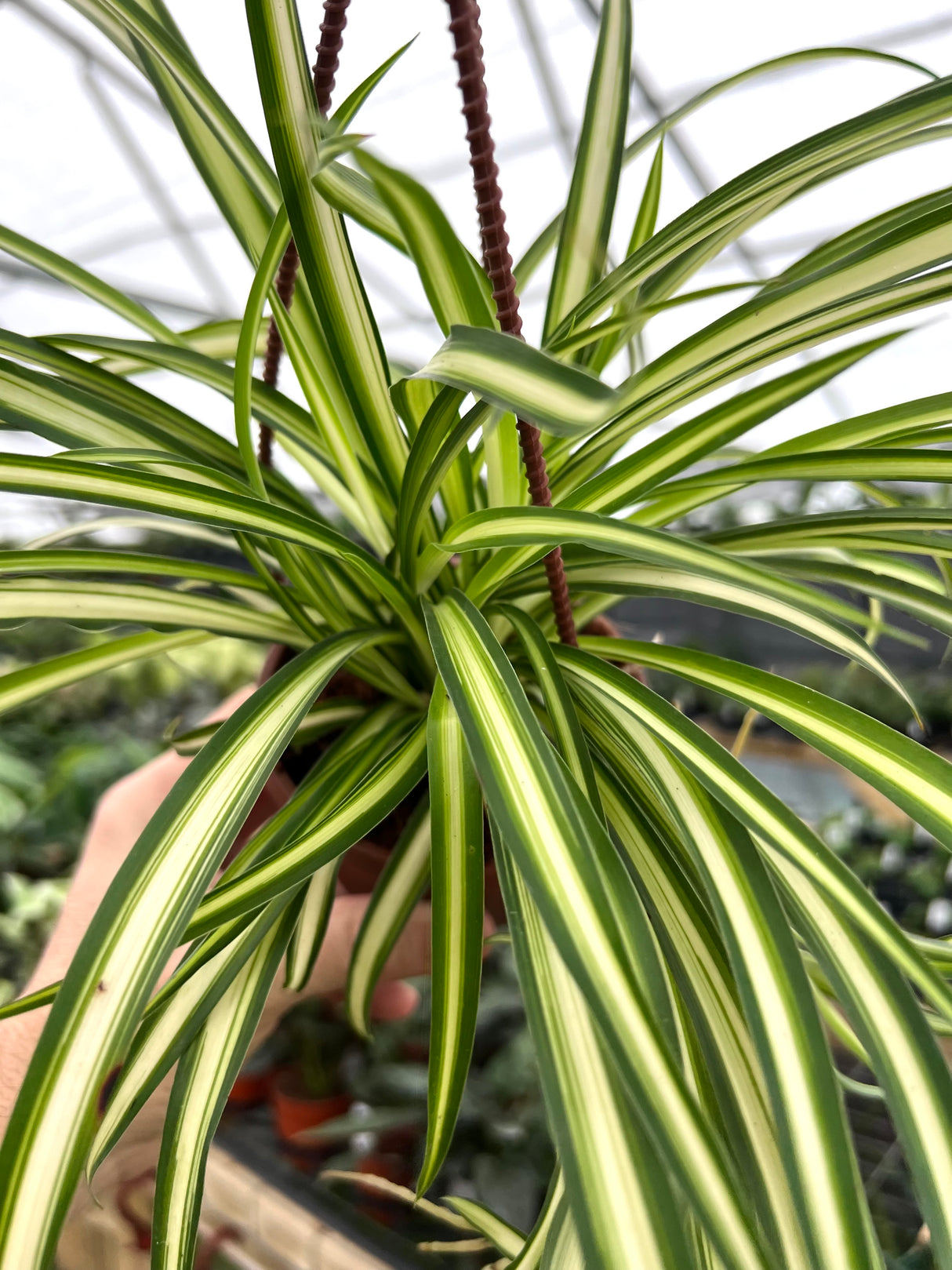 4" Spider Plant variegated hanging basket (Chlorophytum comosum variegated)