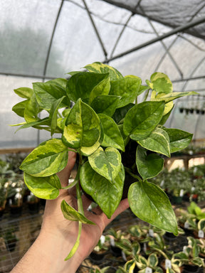 6" Pothos Lemon Meringue - Canopy Plant Co.