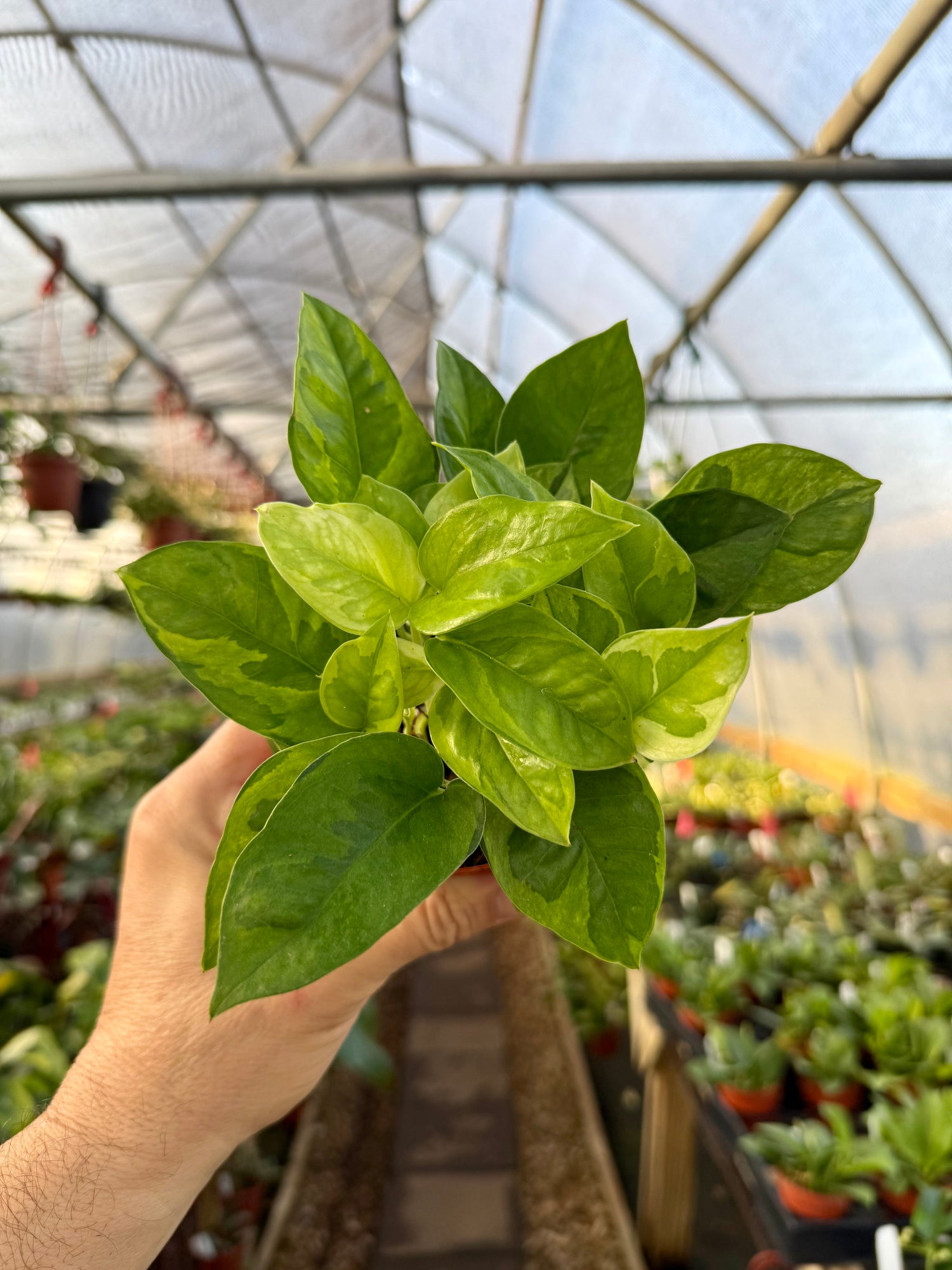 global green pothos light requirements 4” Pothos 'Global Green' – Canopy Plant Co