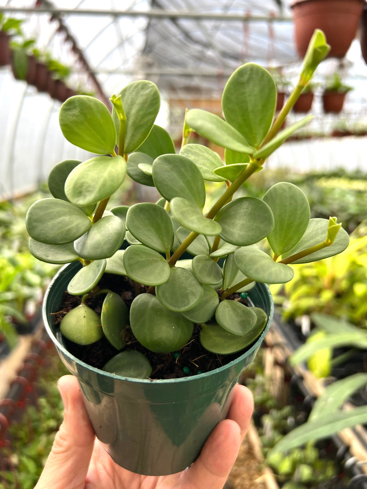 4" Peperomia Hope