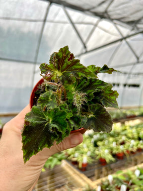 4" Begonia Unique (small) - Canopy Plant Co.