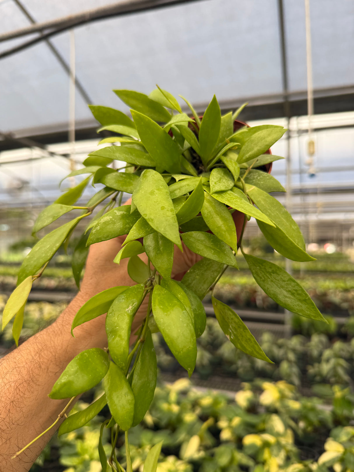 4" Hoya gracilis