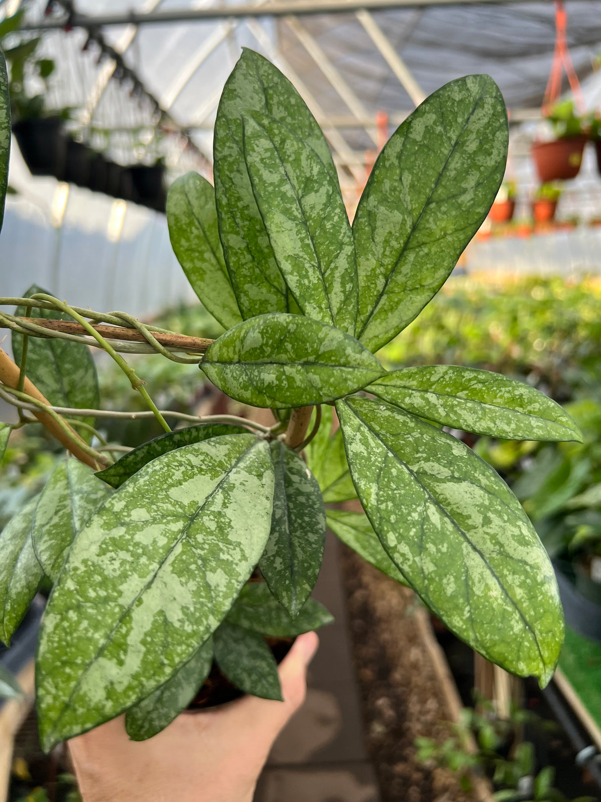 4” Hoya crassipetiolata 'Super Splash' w/ trellis