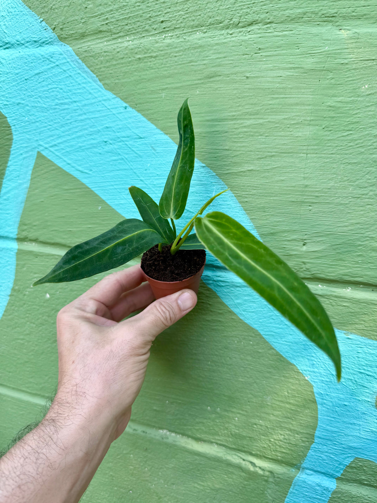 2” Anthurium warocqueanum