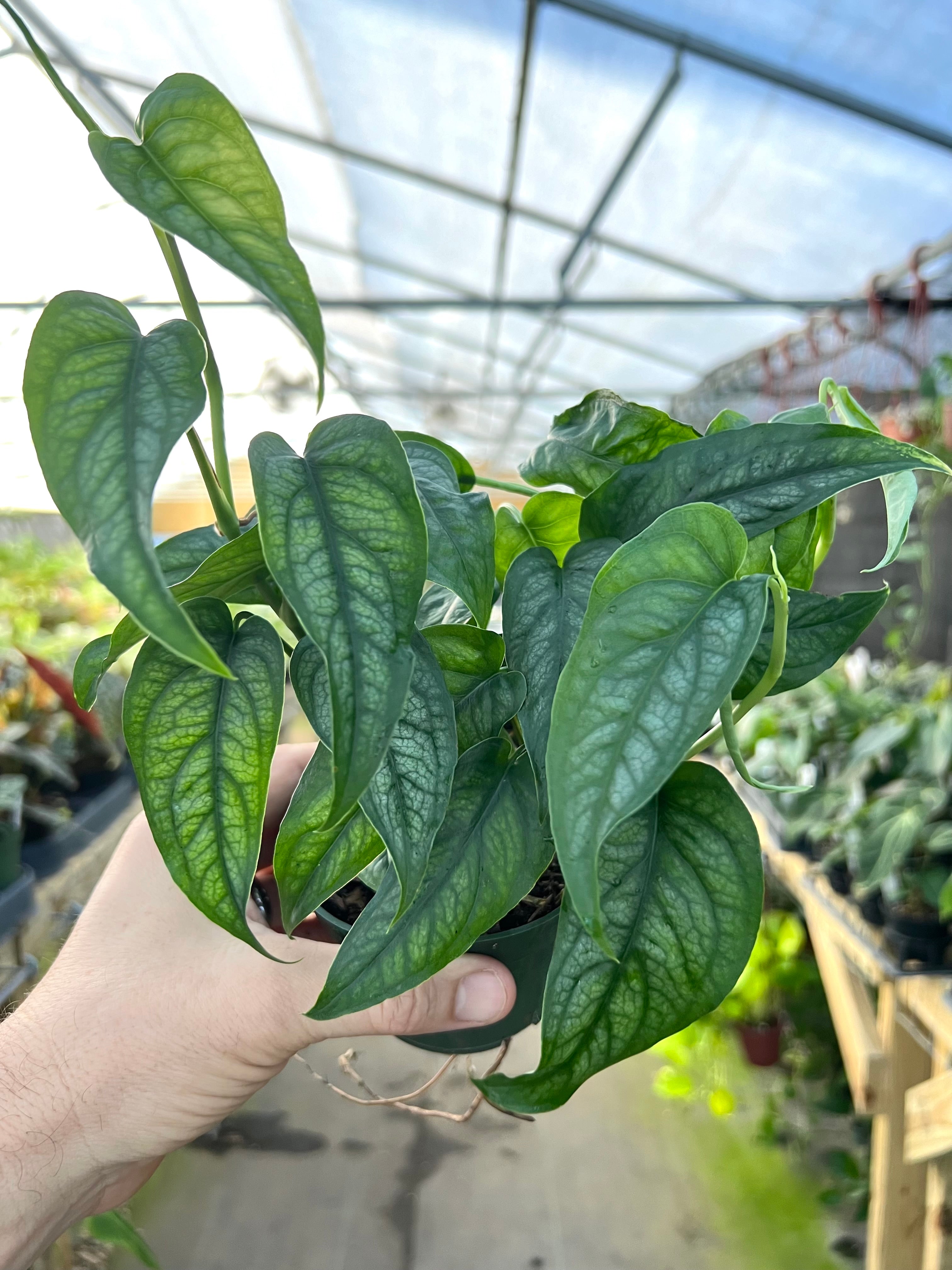 Rare and Uncommon Plants – Canopy Plant Co.