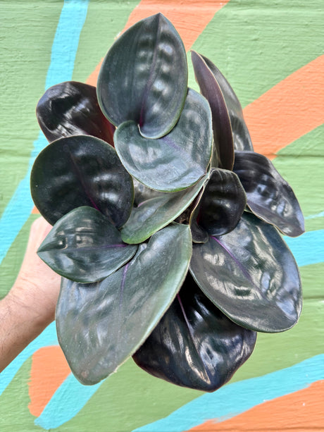 5” Geogenanthus ciliatus
