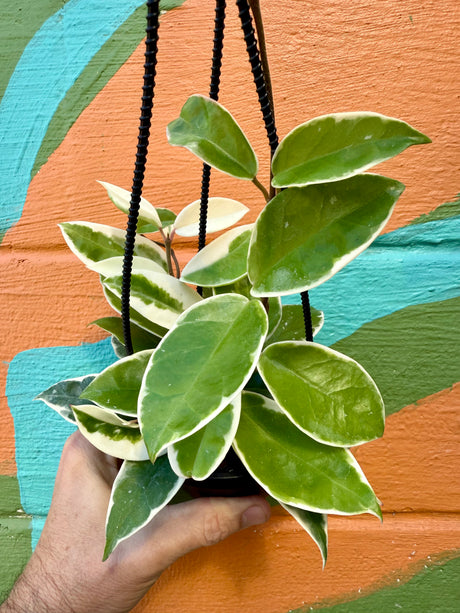 4" Hoya ‘Krimson Queen’ hanging basket