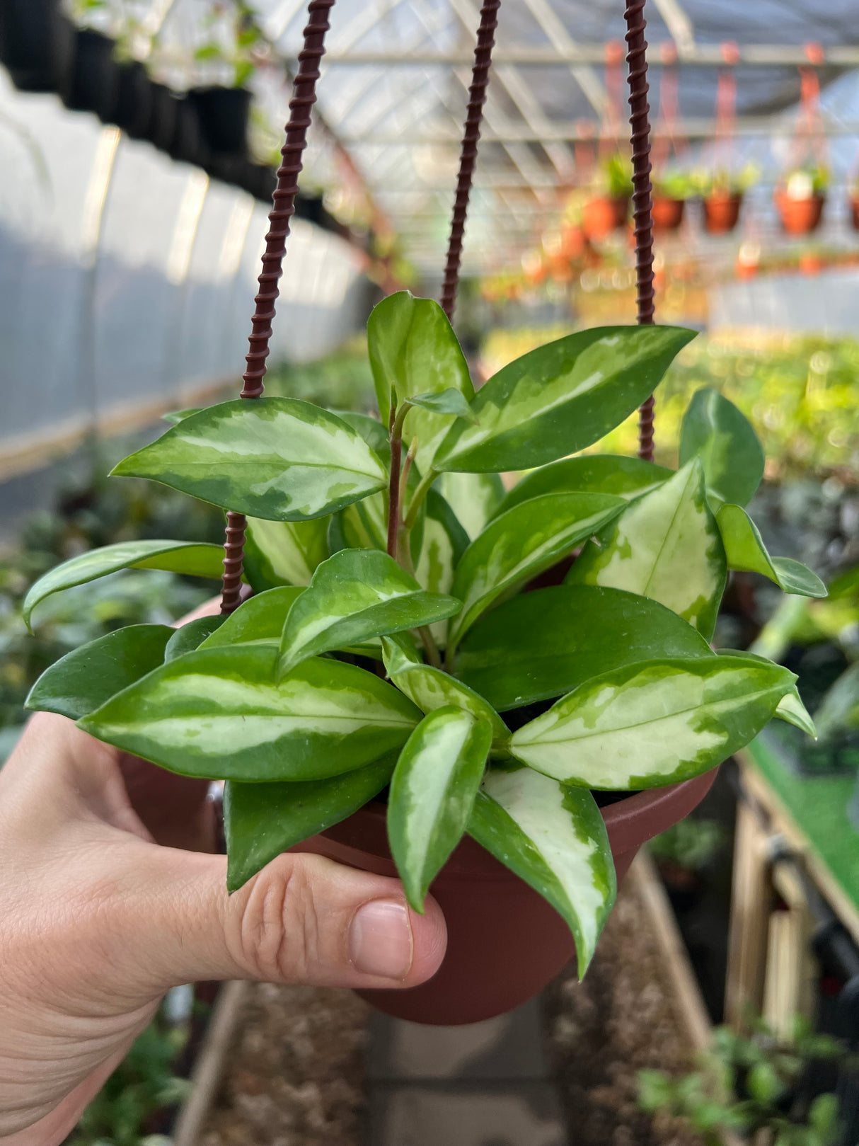 4" Hoya Krimson Princess hanging basket