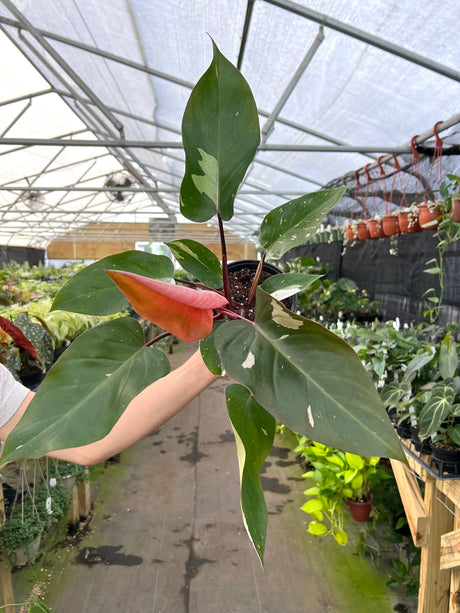 6" Philodendron Red Anderson