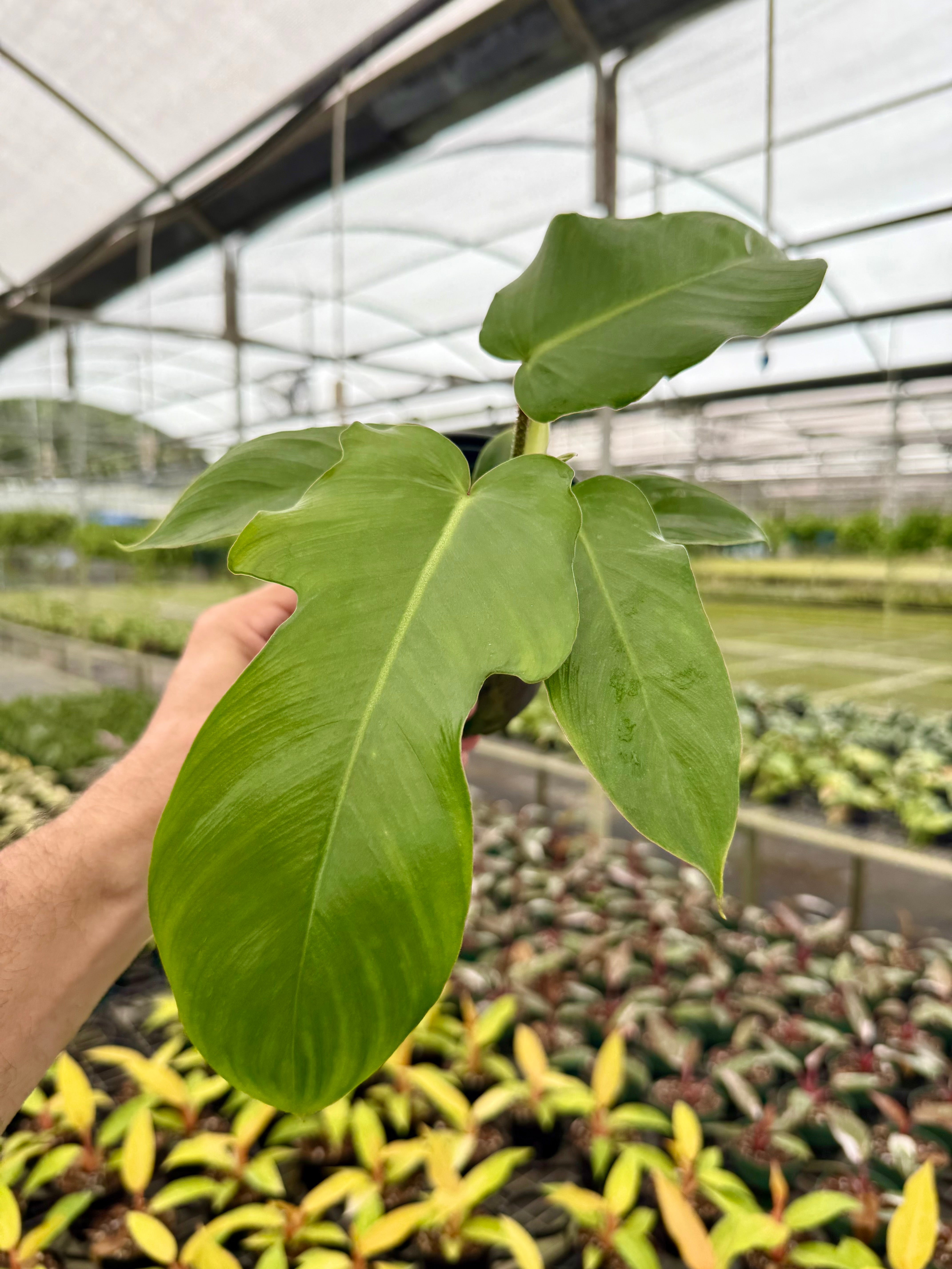 Philodendron – Canopy Plant Co.