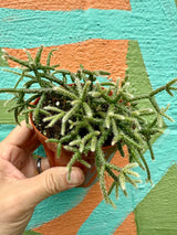 4" Rhipsalis pilocarpa