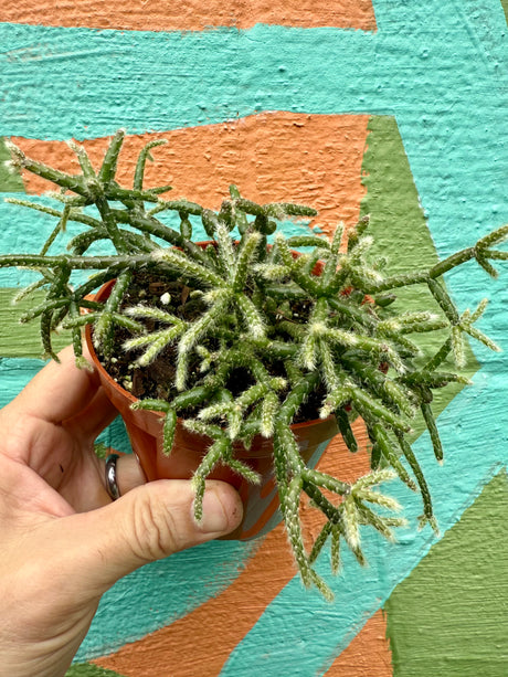 4" Rhipsalis pilocarpa