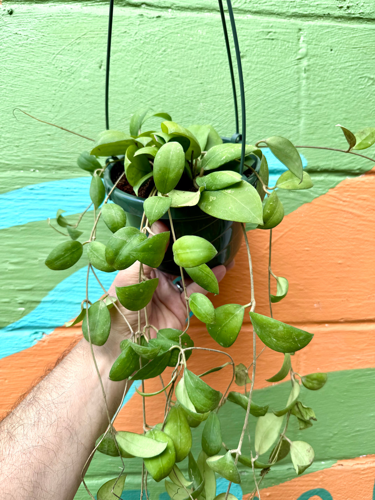 6" Hoya elliptica hanging basket - Canopy Plant Co.