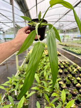 4” Philodendron holtonianum