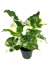 6" Alocasia gageana variegated (albo)