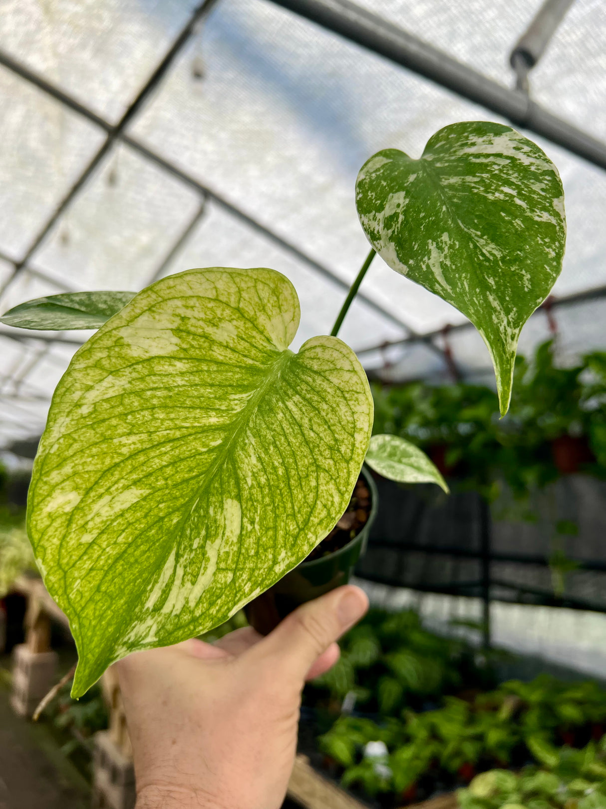 3.5” Monstera ‘Mint’ - Canopy Plant Co.