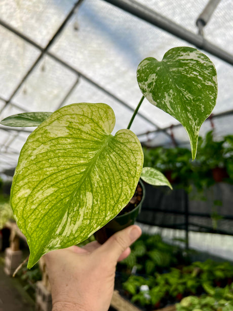 3.5” Monstera ‘Mint’ - Canopy Plant Co.