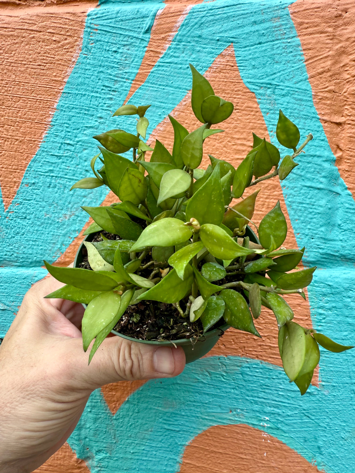 4" Hoya lacunosa - Canopy Plant Co.