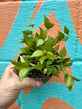 4" Hoya lacunosa - Canopy Plant Co.