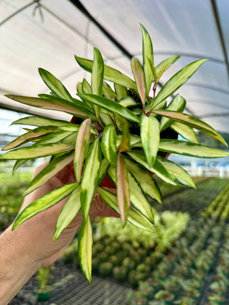 4" Hoya wayetii variegated