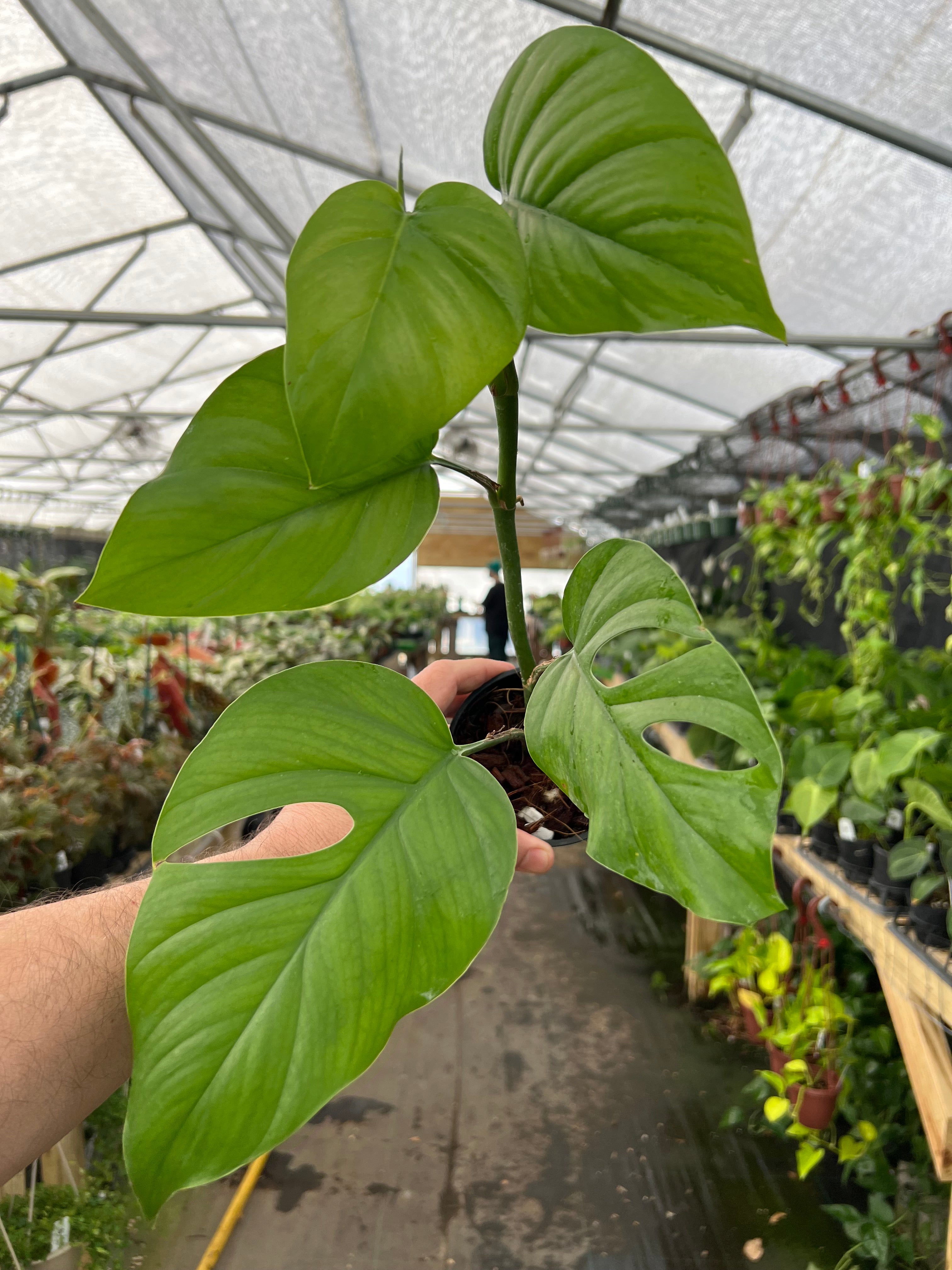 Rhaphidophora – Canopy Plant Co.