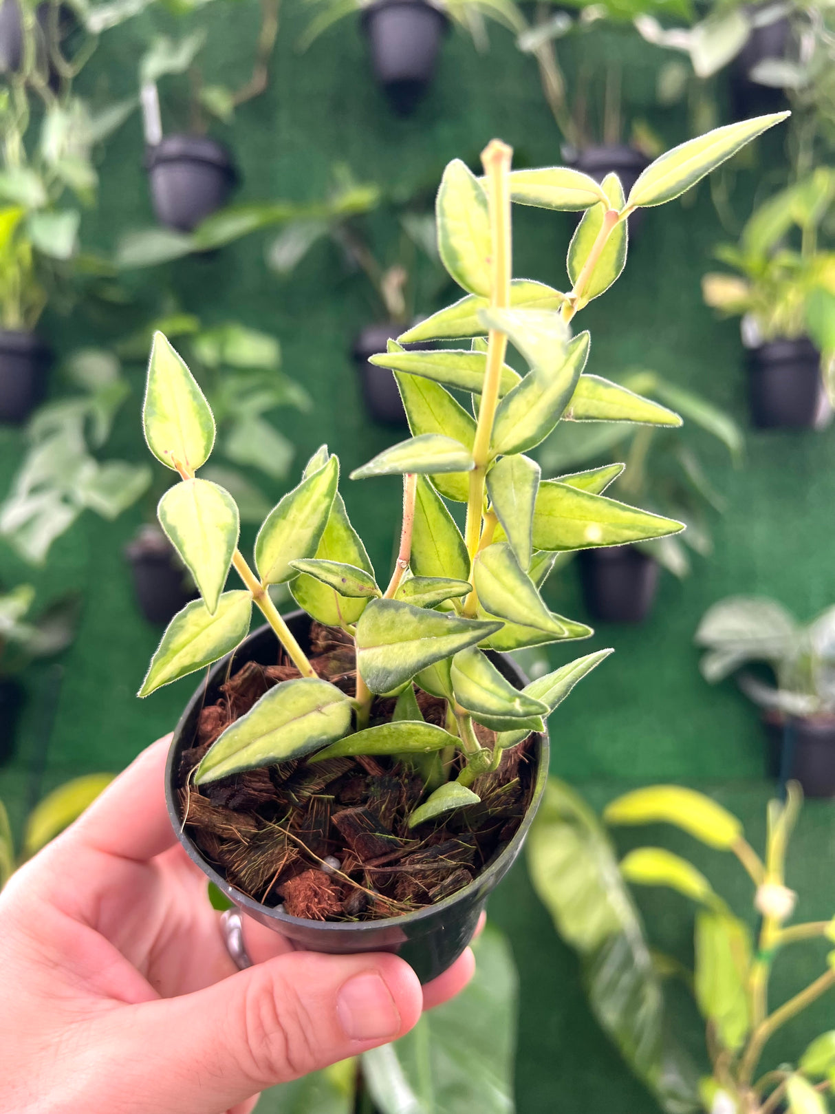 3" Hoya Bella ‘Luis Bois' (inner variegated)