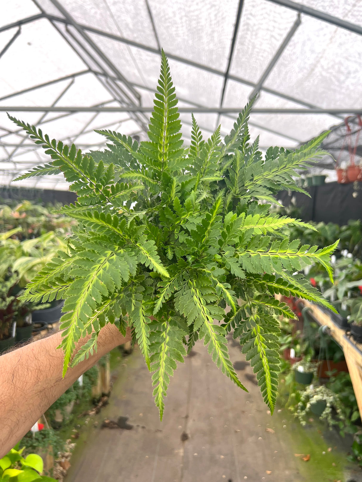 6" East Indian Holly Fern (Arachniodes simplicior)