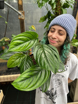 6" Monstera pinnatipartita - Canopy Plant Co.