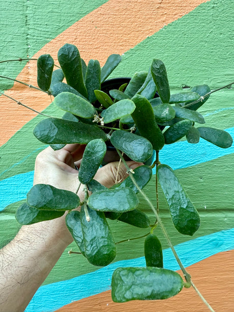 4” Hoya rotundiflora