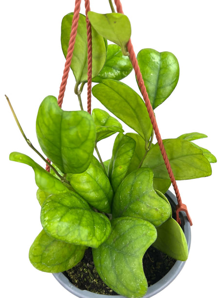 6" Hoya deykeae hanging basket - Canopy Plant Co.