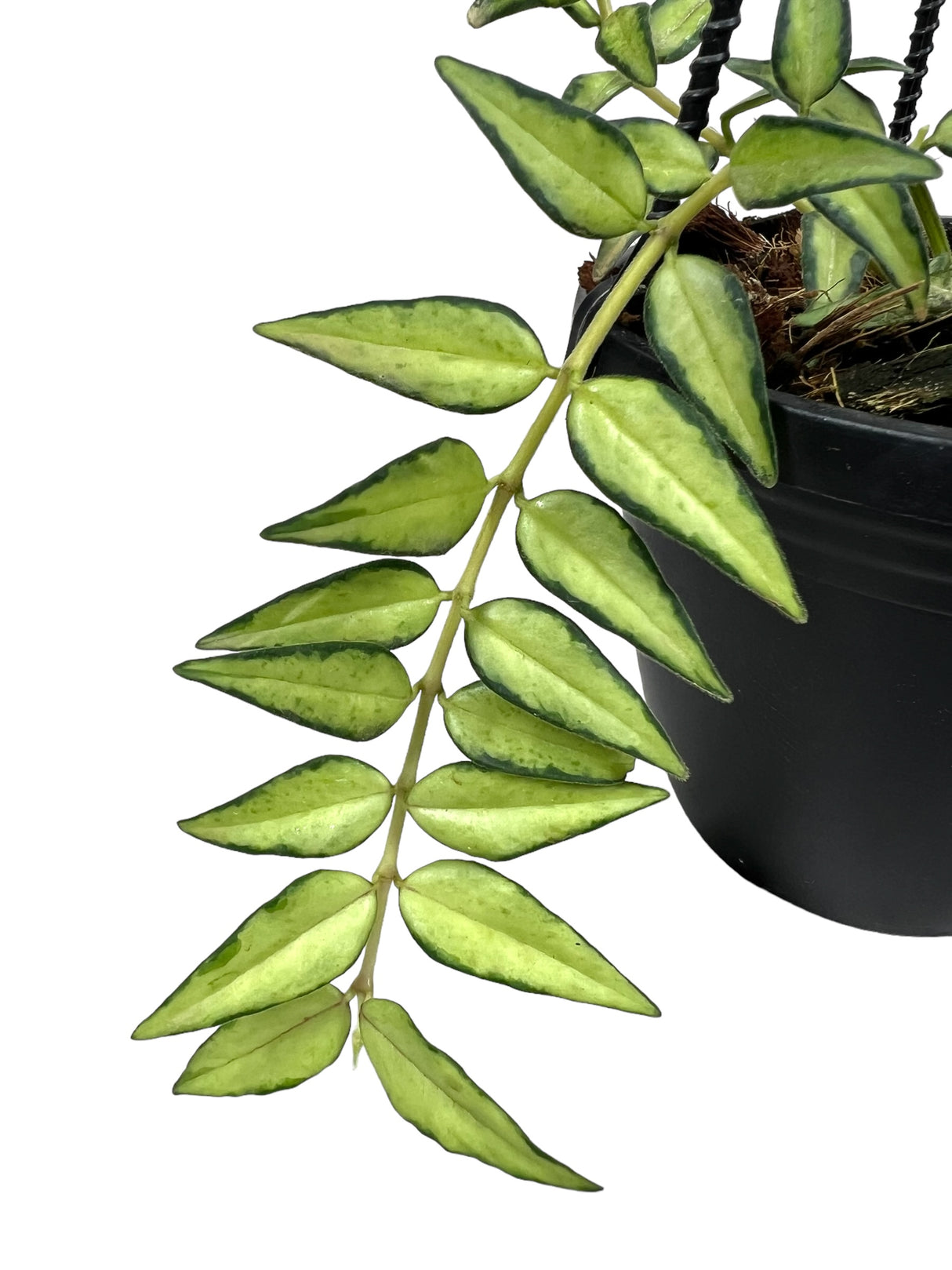 4" Hoya Bella variegated 'Luis Bois' hanging basket - Canopy Plant Co.