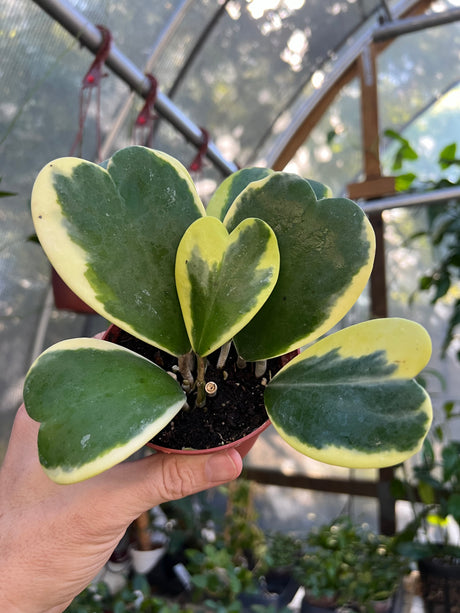 4" Hoya kerrii outer variegated