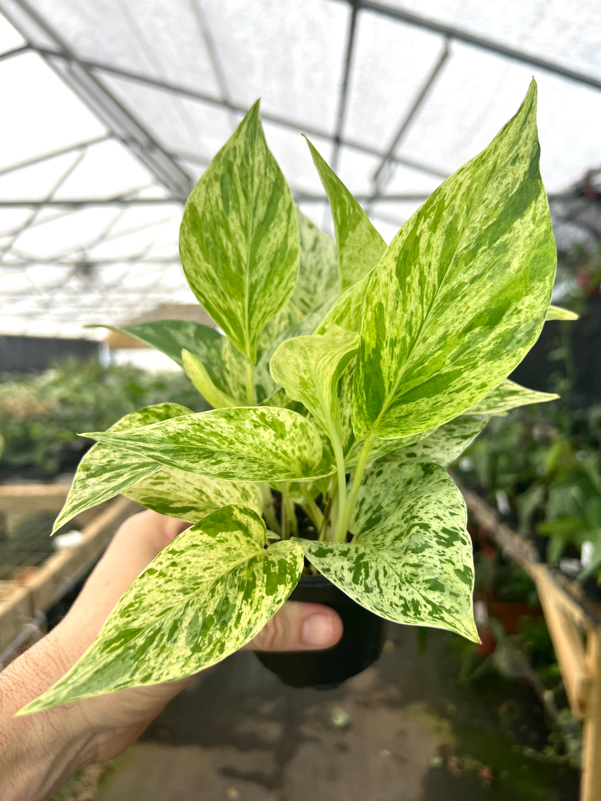 4" Pothos Snow Queen