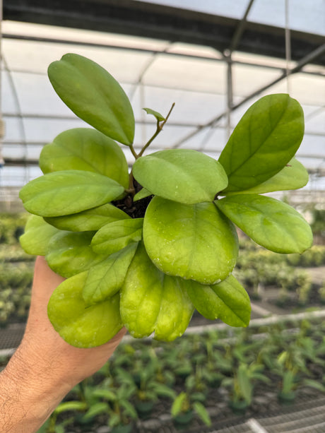 4" Hoya 'Viola'