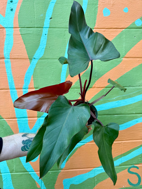 6" Philodendron 'Dark Lord'