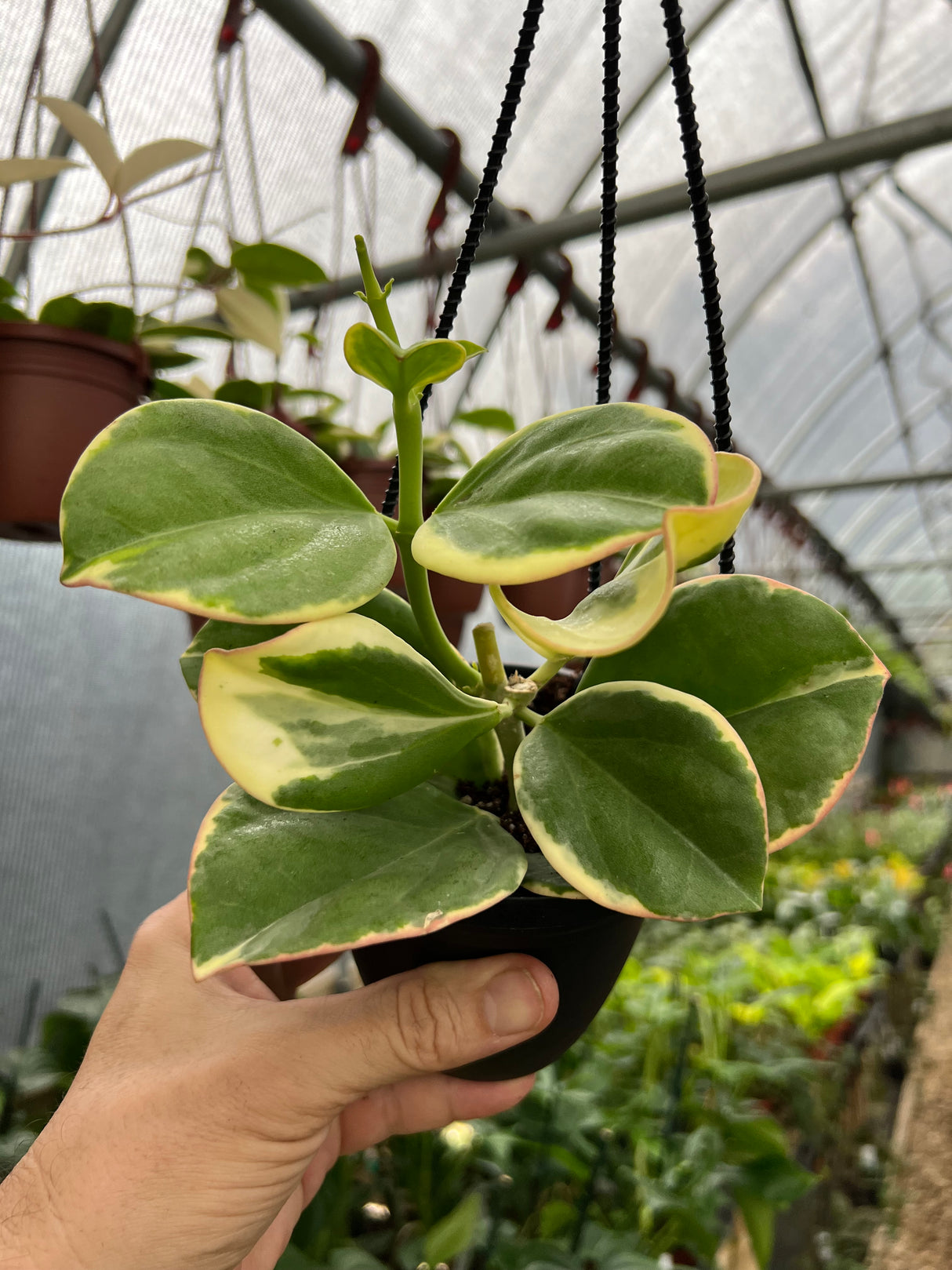 4" Hoya pachyclada variegated hanging basket