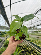 4" Rhaphidophora tetrasperma 'Mini Monstera'