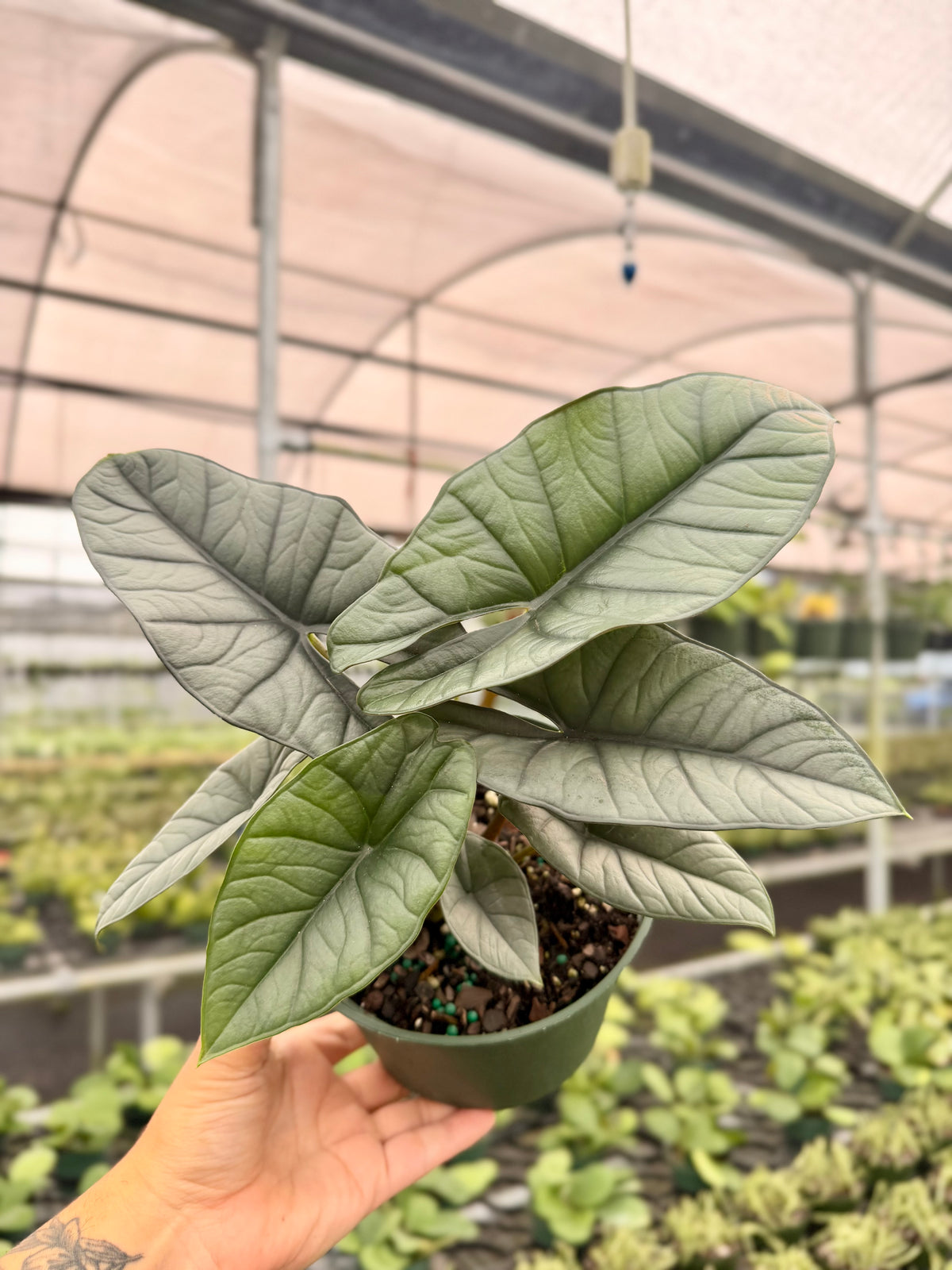 6" Alocasia ‘Platinum’