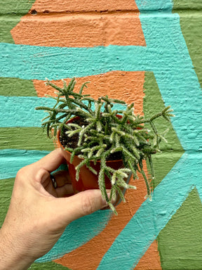 4" Rhipsalis pilocarpa - Canopy Plant Co.