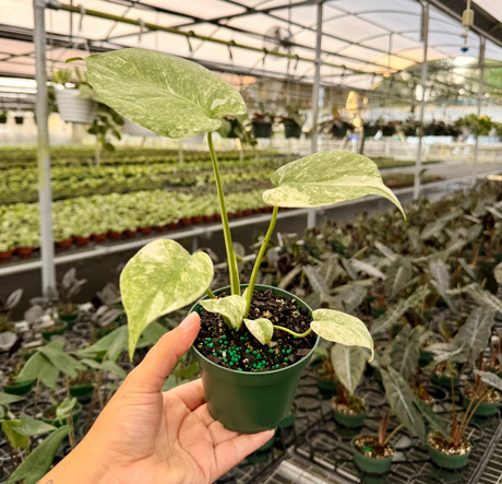 Monstera green snow