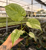 Monstera green snow