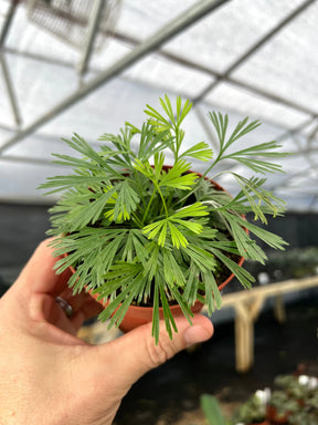 4" Actiniopteris australis ('Eyelash Fern') -  Canopy Plant Co.