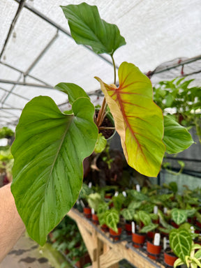 4" Adelonema 'Red Velvet' -  Canopy Plant Co.