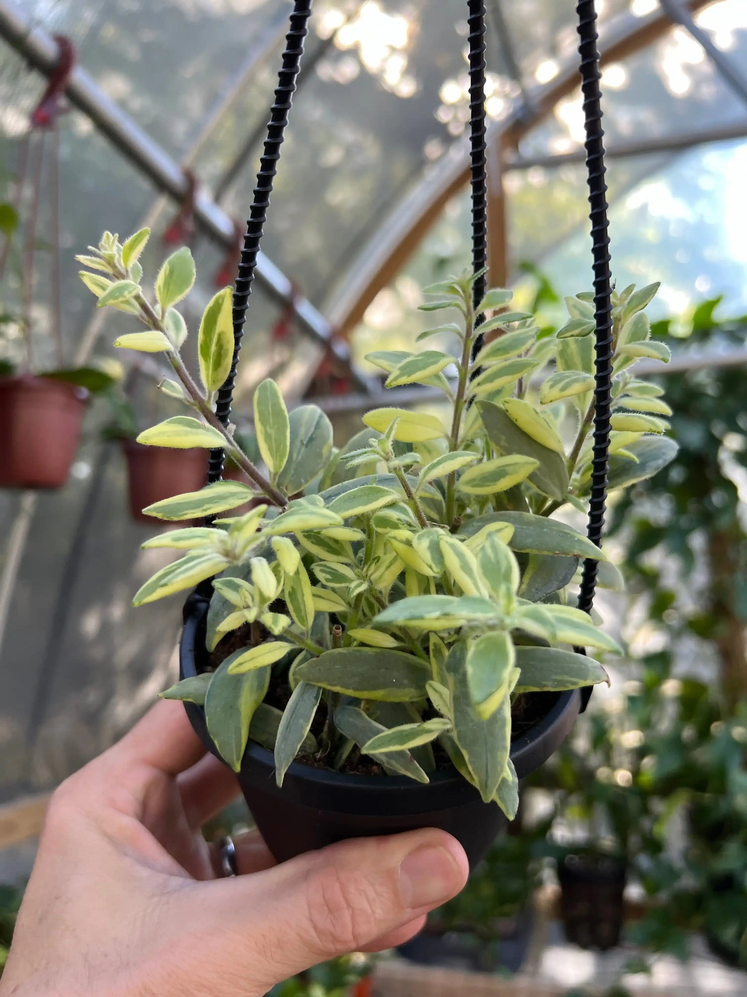 4" Aeschynanthus Bolero Bicolor ‘Lipstick Plant’ hanging basket - Canopy Plant Co.